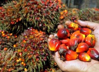 Ekspor CPO Dilarang, Indonesia Dianggap jadi Pelopor Harga CPO Membara di Pasar Global