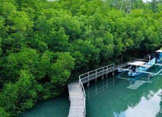 Hadapi Perbuahan Iklim, Jokowi Tegaskan Pentingnya Rehabilitasi Mangrove