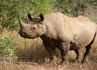 15 Badak Jawa Dikabarkan Hilang dari Pantauan di Ujung Kulon