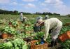 Wamentan Janjikan Program Magang di Jepang untuk Para Petani Milenial