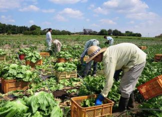 Wamentan Janjikan Program Magang di Jepang untuk Para Petani Milenial