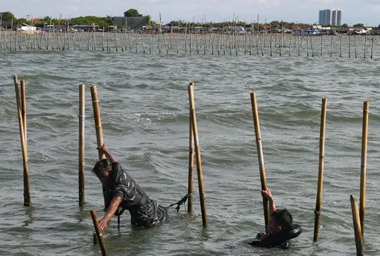TNI AL Beserta KKP Mulai Lakukan Pencabutan Pagar Laut di Tangerang TNI AL Beserta KKP Mulai Lakukan Pencabutan Pagar Laut di Tangerang