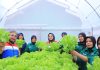 Praktik Baik Hidroponik, Komitmen Kilang Cilacap Wujudkan Ketahanan Pangan di Kalijaran