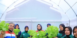 Praktik Baik Hidroponik, Komitmen Kilang Cilacap Wujudkan Ketahanan Pangan di Kalijaran