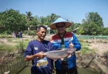Pelestarian Ikan Belida: Upaya Kilang Pertamina Selamatkan Identitas Sungai Musi
