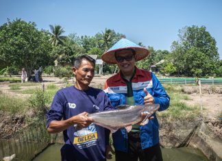 Pelestarian Ikan Belida: Upaya Kilang Pertamina Selamatkan Identitas Sungai Musi