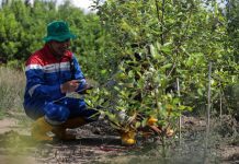 Komitmen Jaga Lingkungan, Kilang Pertamina Tanam Lebih dari 135 Ribu Pohon Sepanjang 2024