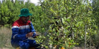 Komitmen Jaga Lingkungan, Kilang Pertamina Tanam Lebih dari 135 Ribu Pohon Sepanjang 2024
