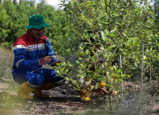 Komitmen Jaga Lingkungan, Kilang Pertamina Tanam Lebih dari 135 Ribu Pohon Sepanjang 2024