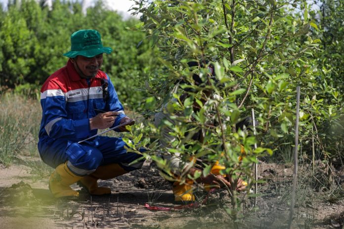 Komitmen Jaga Lingkungan, Kilang Pertamina Tanam Lebih dari 135 Ribu Pohon Sepanjang 2024