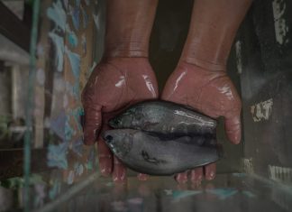 Pokdakan Tunas Makmur Sukses Domestikasi Ikan Belida Putak, Dukung Implementasi Regulasi Baru KKP