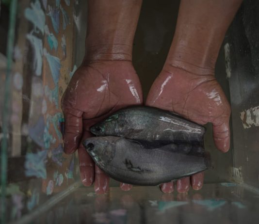 Pokdakan Tunas Makmur Sukses Domestikasi Ikan Belida Putak, Dukung Implementasi Regulasi Baru KKP