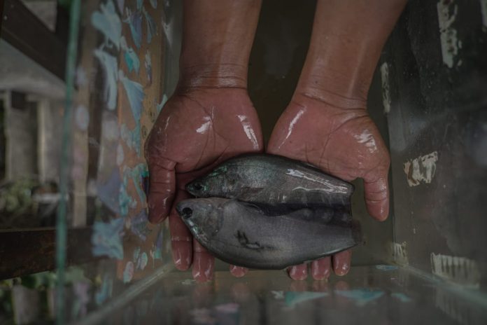 Pokdakan Tunas Makmur Sukses Domestikasi Ikan Belida Putak, Dukung Implementasi Regulasi Baru KKP
