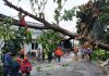 Hujan Deras di Tangsel, Pohon Tumbang Tutup Akses Jalan di BSD