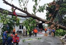Hujan Deras di Tangsel, Pohon Tumbang Tutup Akses Jalan di BSD