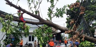 Hujan Deras di Tangsel, Pohon Tumbang Tutup Akses Jalan di BSD