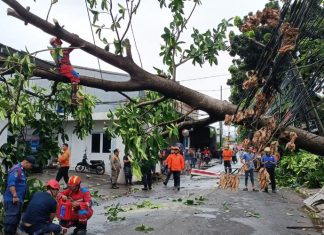 Hujan Deras di Tangsel, Pohon Tumbang Tutup Akses Jalan di BSD