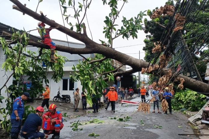 Hujan Deras di Tangsel, Pohon Tumbang Tutup Akses Jalan di BSD